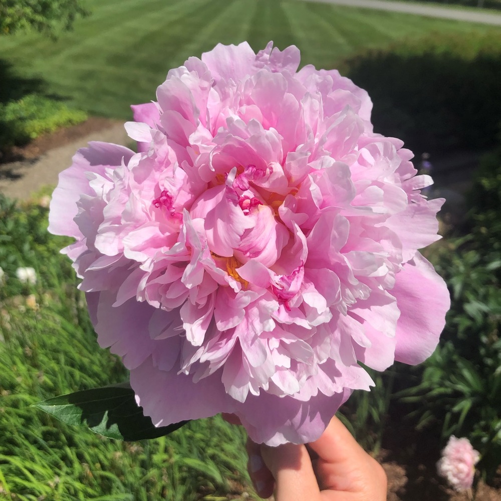 Meet your Posher, Cricket
